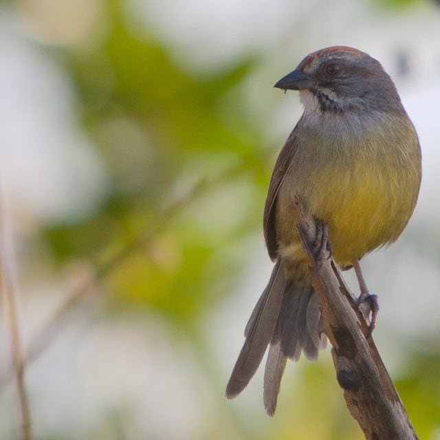 Zapata Sparrow © Colin Jones