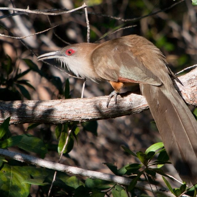 Great Lizard-Cuckoo © Colin Jones
