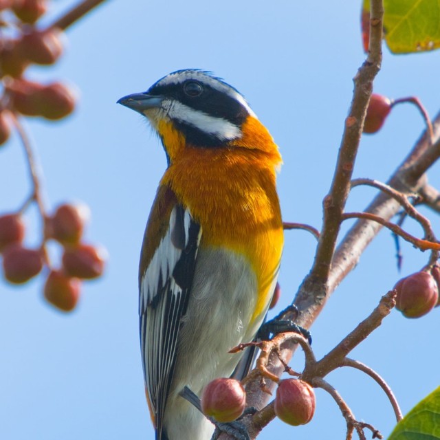 Western Spindalis © Colin Jones