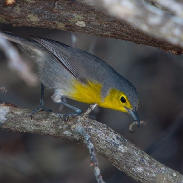Oriente Warbler © Colin Jones