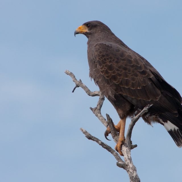 Cuban Black Hawk © Colin Jones