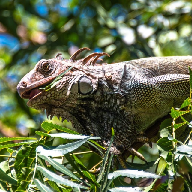 Iguana © David Newland
