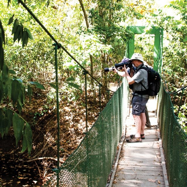 walkway in rainforest