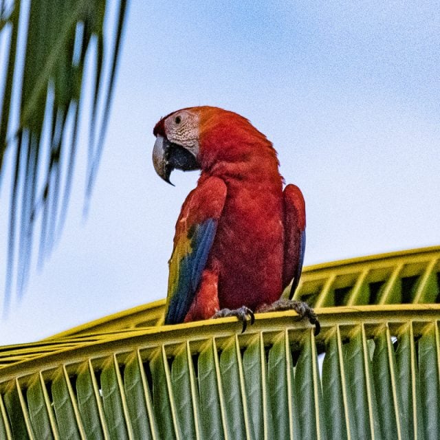 Scarlet Macaw © David Newland