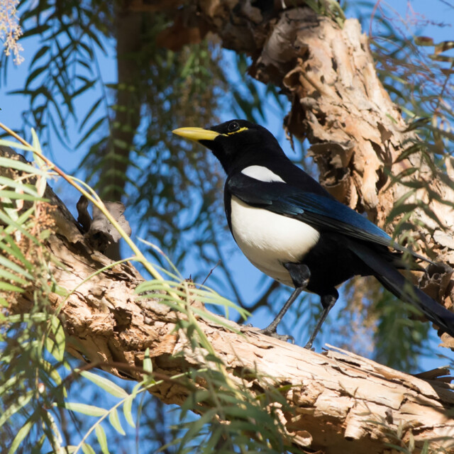 Yellow-billed Magpie