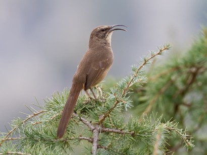 Central California: Yosemite to Monterey