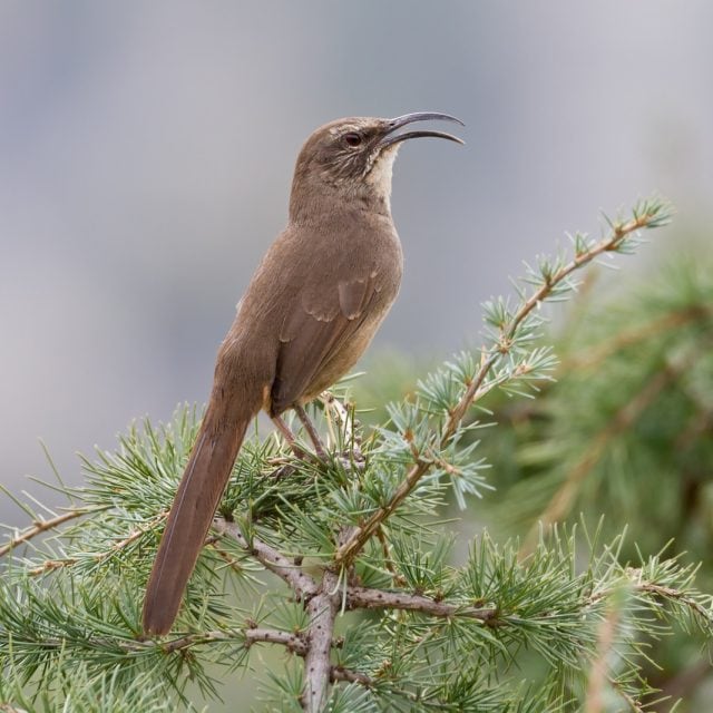 California Thrasher
