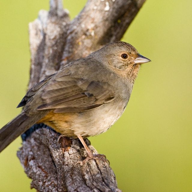 California Towhee
