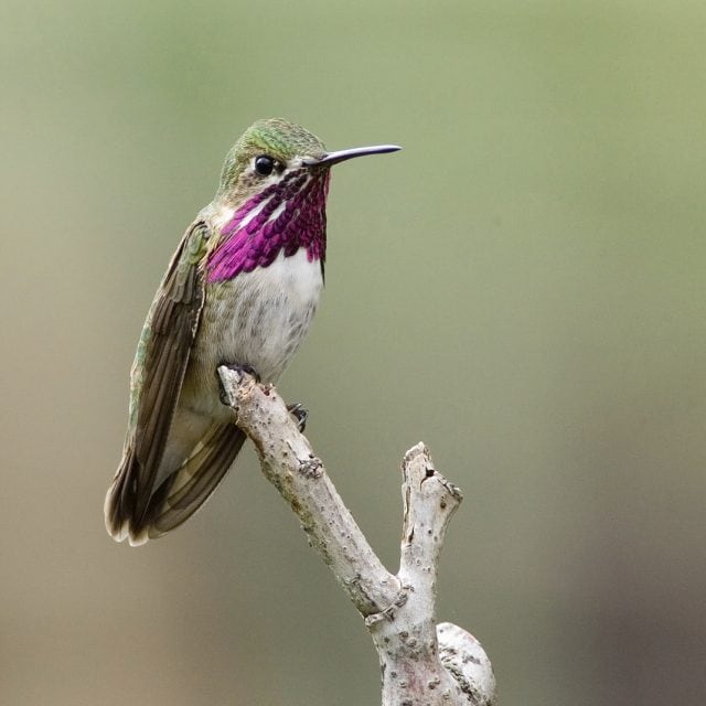 Calliope-Hummingbird