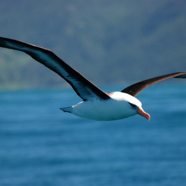 Campbell Island Albatross