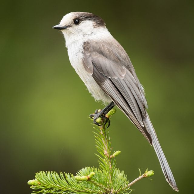 Canada Jay