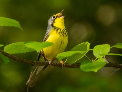 Ultimate British Columbia: Boreal