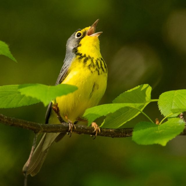 Canada Warbler