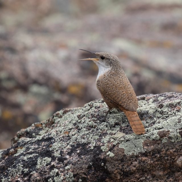 Canyon Wren