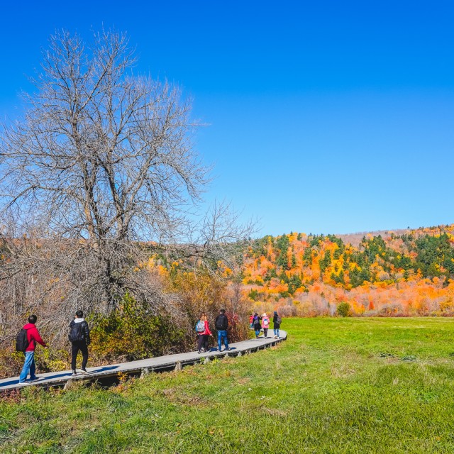 Cap Tourmente National Wildlife Area, Quebec, fall colours