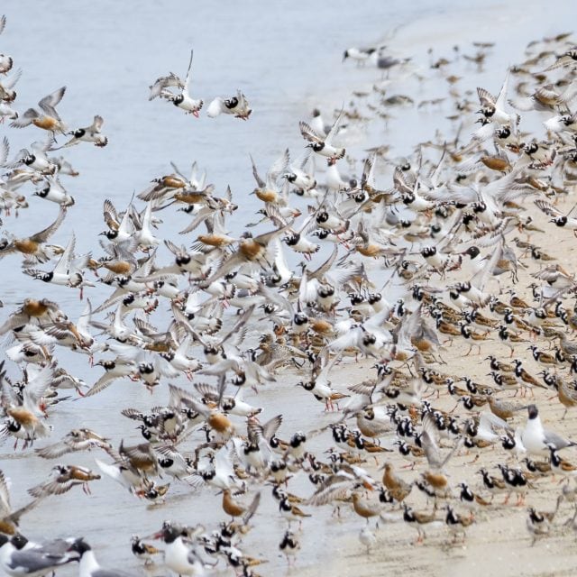 Cape May shorebirds