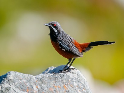 South Africa Birding & Wildlife Safari