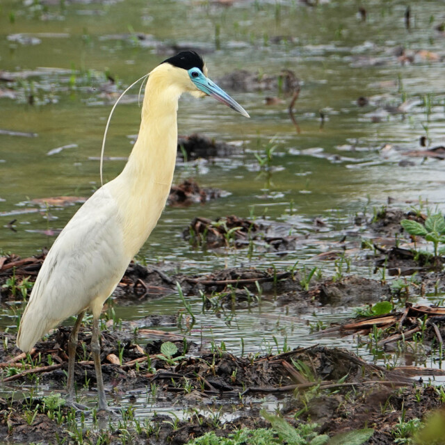 Capped Heron