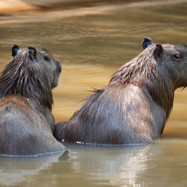 Capybaras