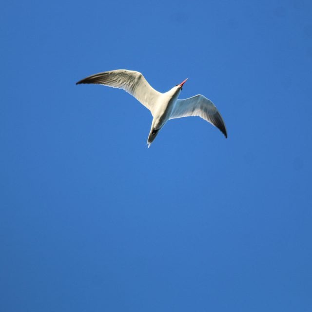 Caspian Tern © Yousif Attia