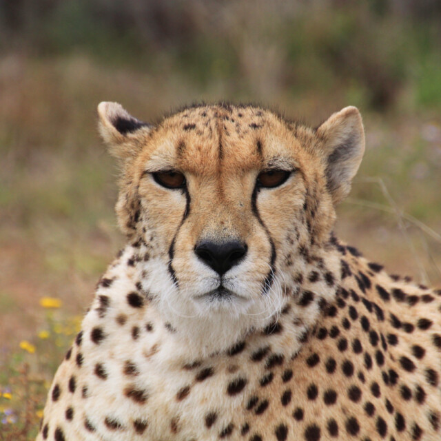 Cheetah in Kruger National Park
