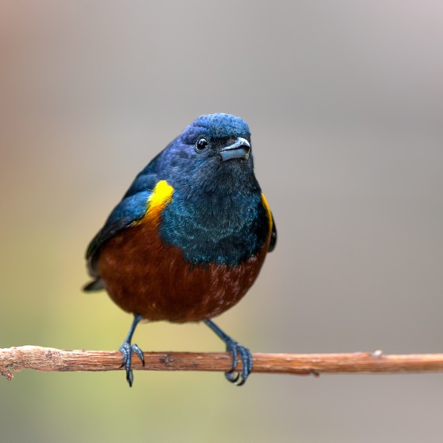 Chestnut-bellied euphonia