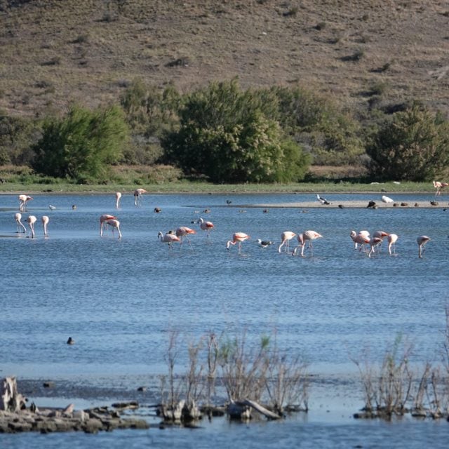 Chilean Flamingos