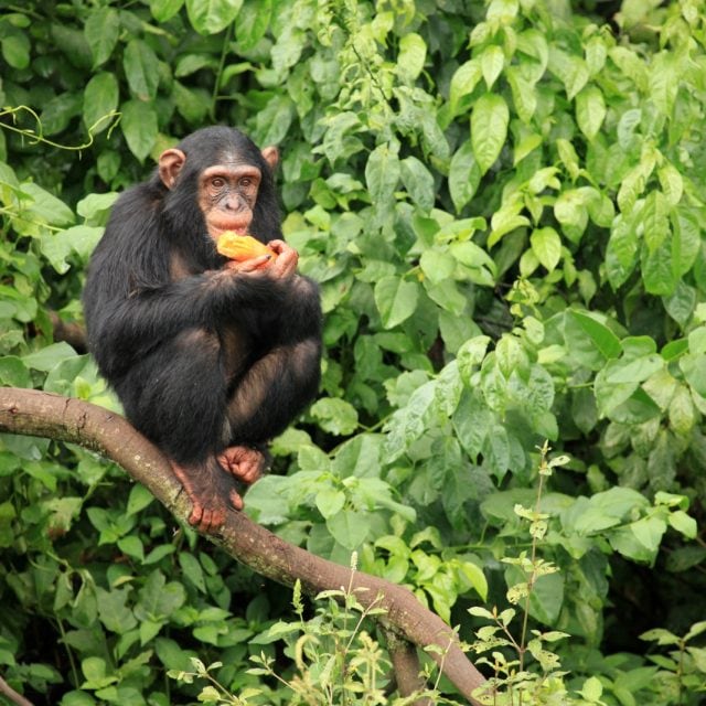 Chimpanzee