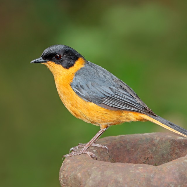 Chorister Robin-Chat
