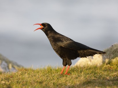 England Birds & Gardens: Southwest
