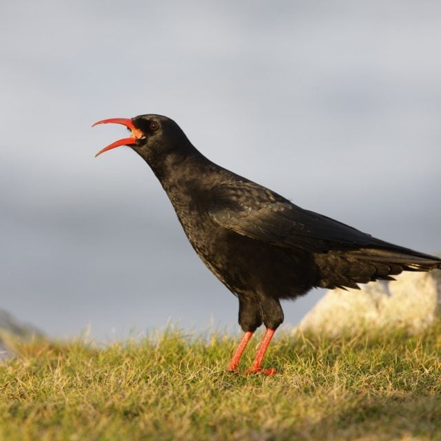 Chough