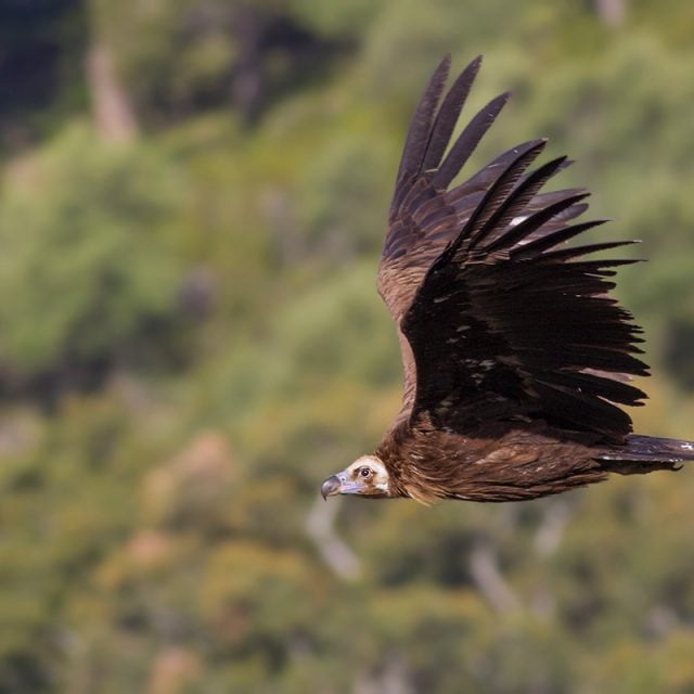 Cinereous Vulture © Javi Elorriaga