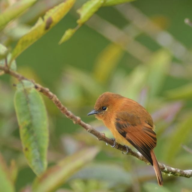 Cinnamon Flycatcher