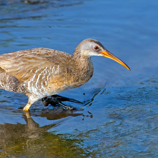 Clapper Rail