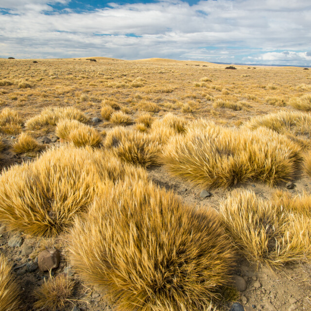 Coiron grass on the pampas