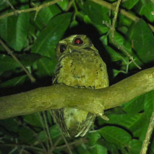 Collared Scops Owl