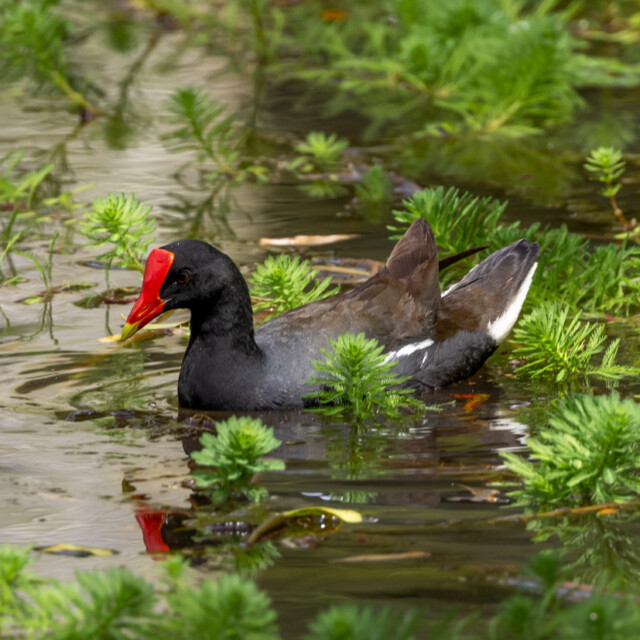 Common Gallinule (Hawaiian)