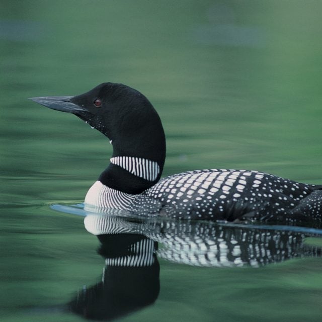 Common Loon