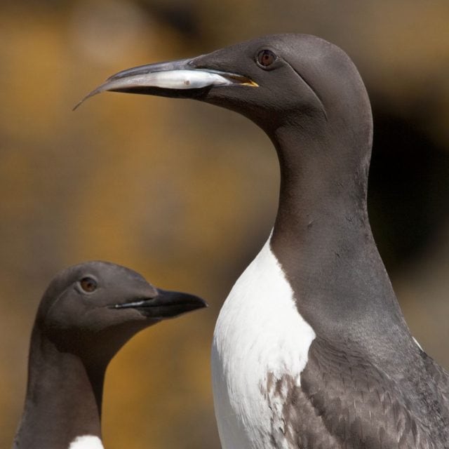 Common Murres