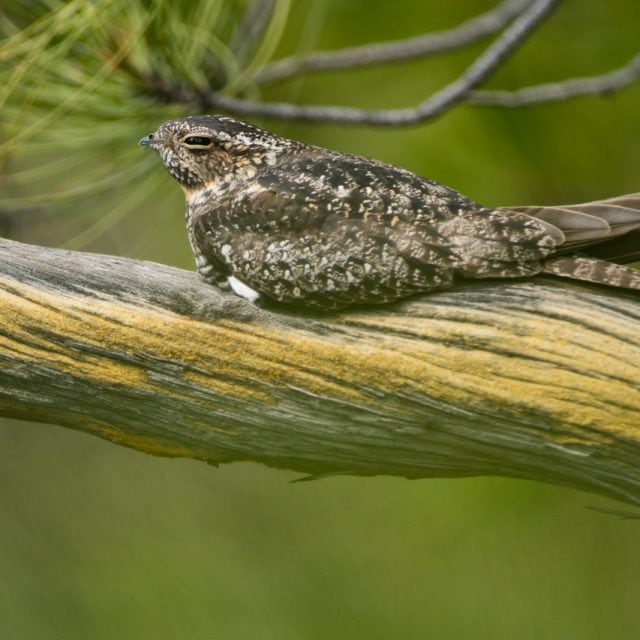 Common Nighthawk