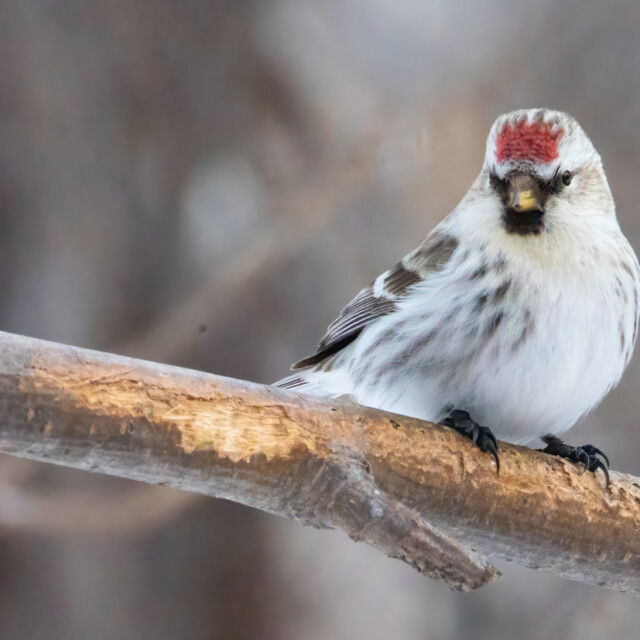 Redpoll