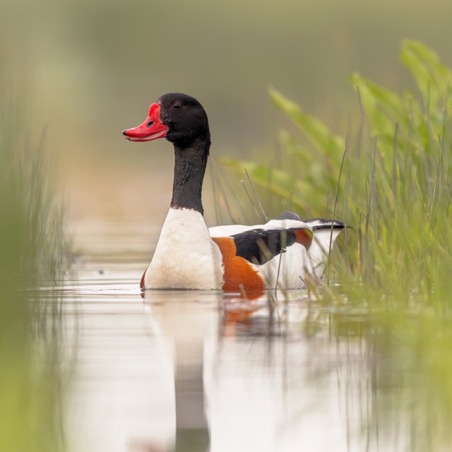 Common Shelduck
