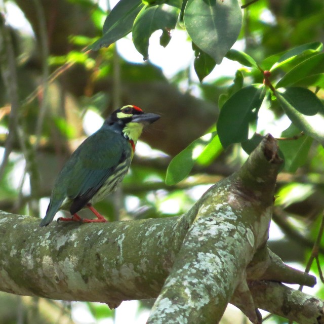 Coppersmith Barbet