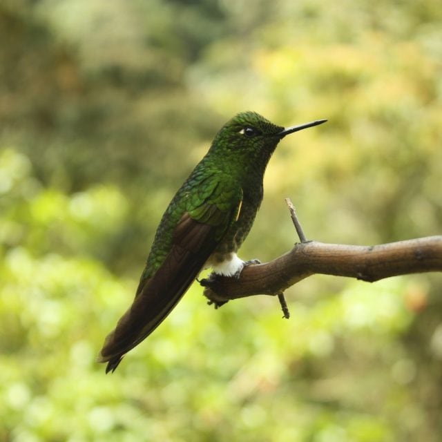 Coppery-bellied Puffleg