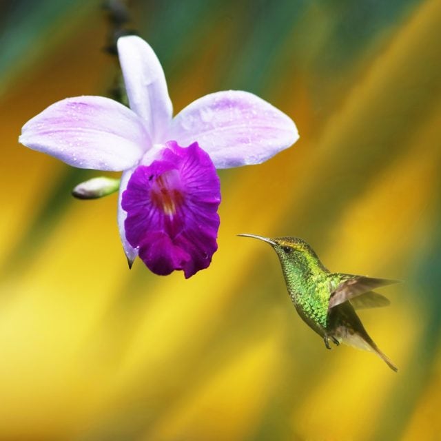 Coppery-headed Emerald