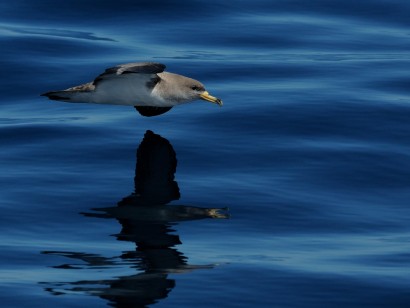North Carolina Pelagics & Pineywoods