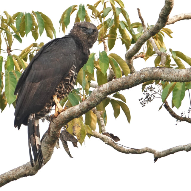 Crested Eagle