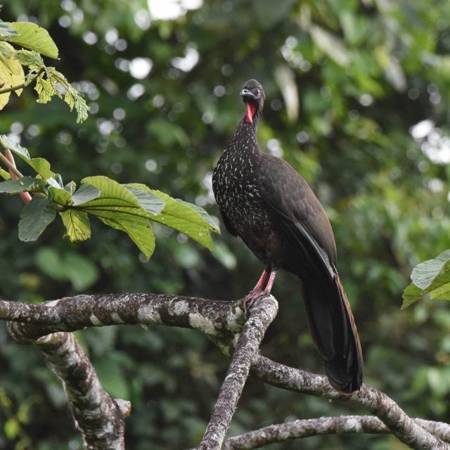 Crested Guan