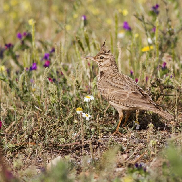Crested Lark in Donana NP