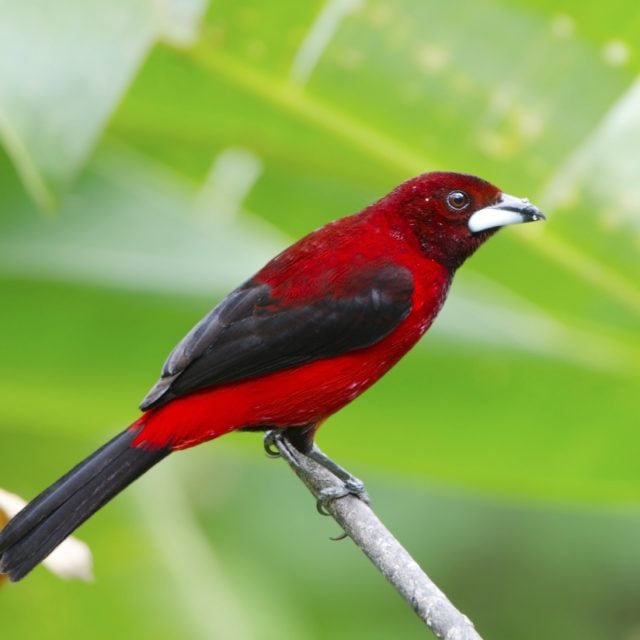 Crimson-backed Tanager